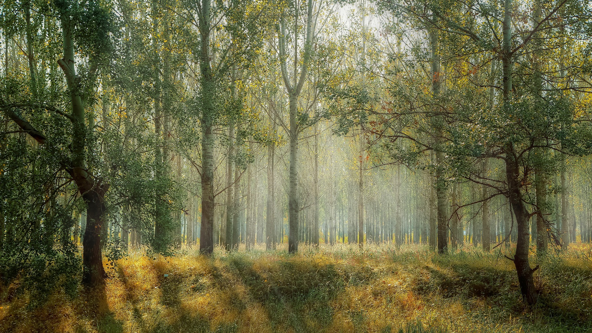 silence solitude