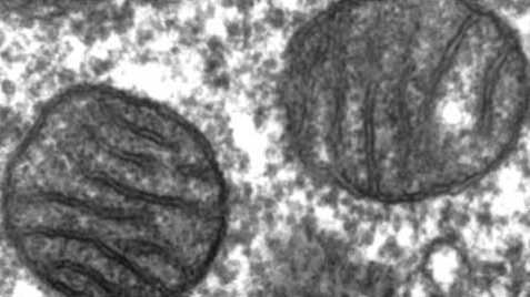 three-parent embryos