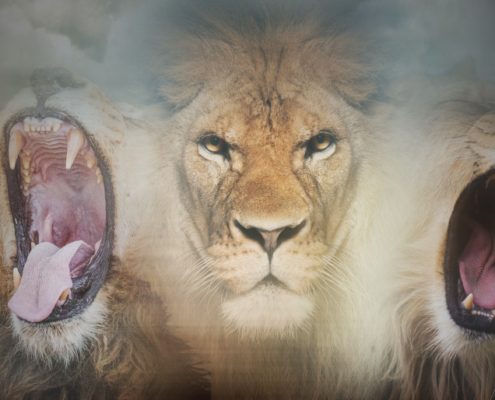 lions den
