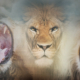 lions den