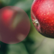apple tree