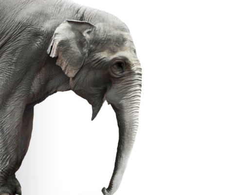 elephant in the room