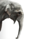 elephant in the room