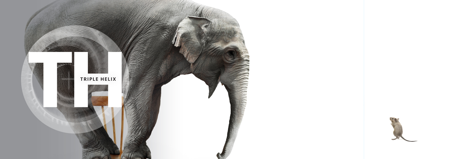 elephant in the room